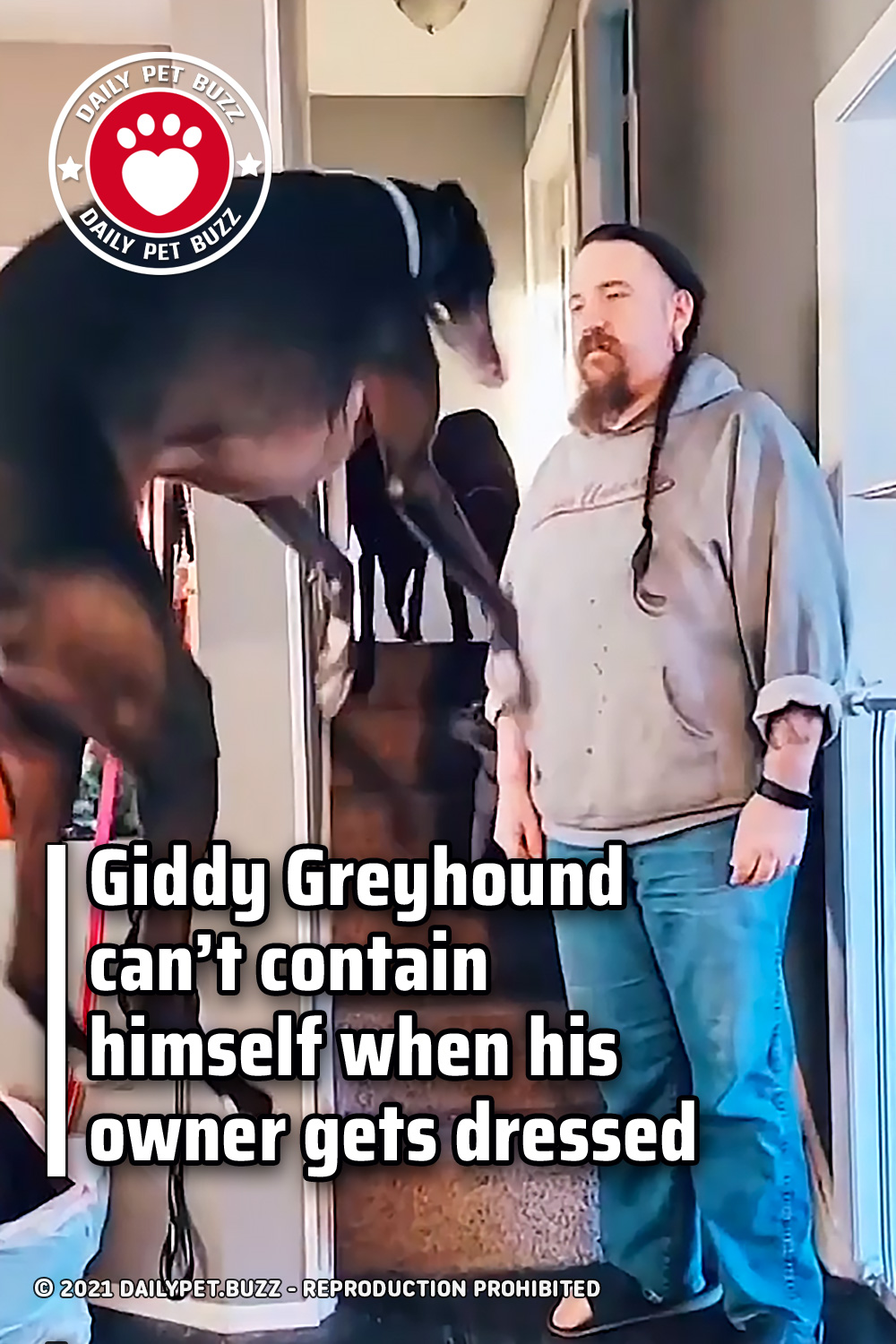 Giddy Greyhound can’t contain himself when his owner gets dressed
