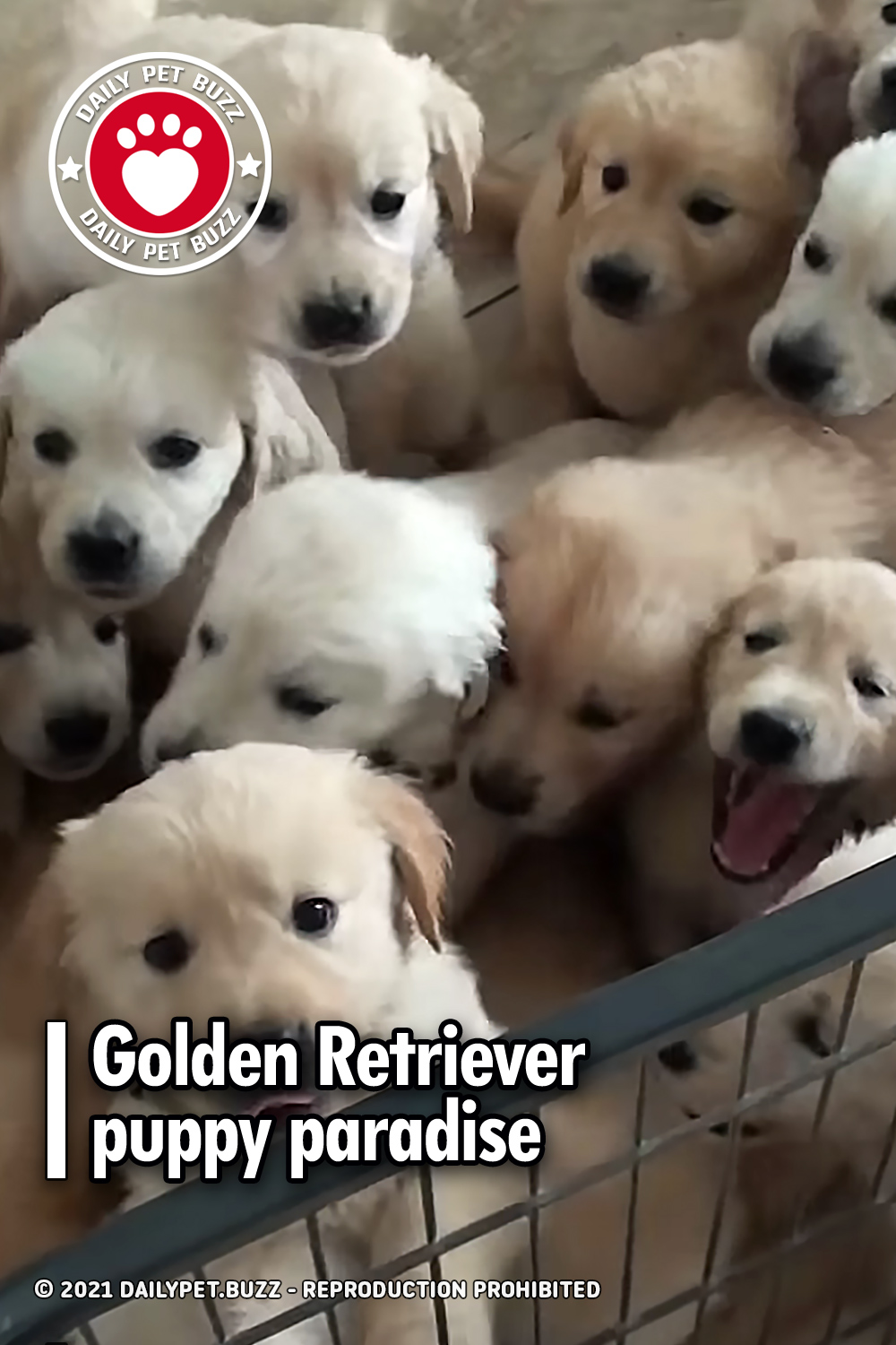 Golden Retriever puppy paradise