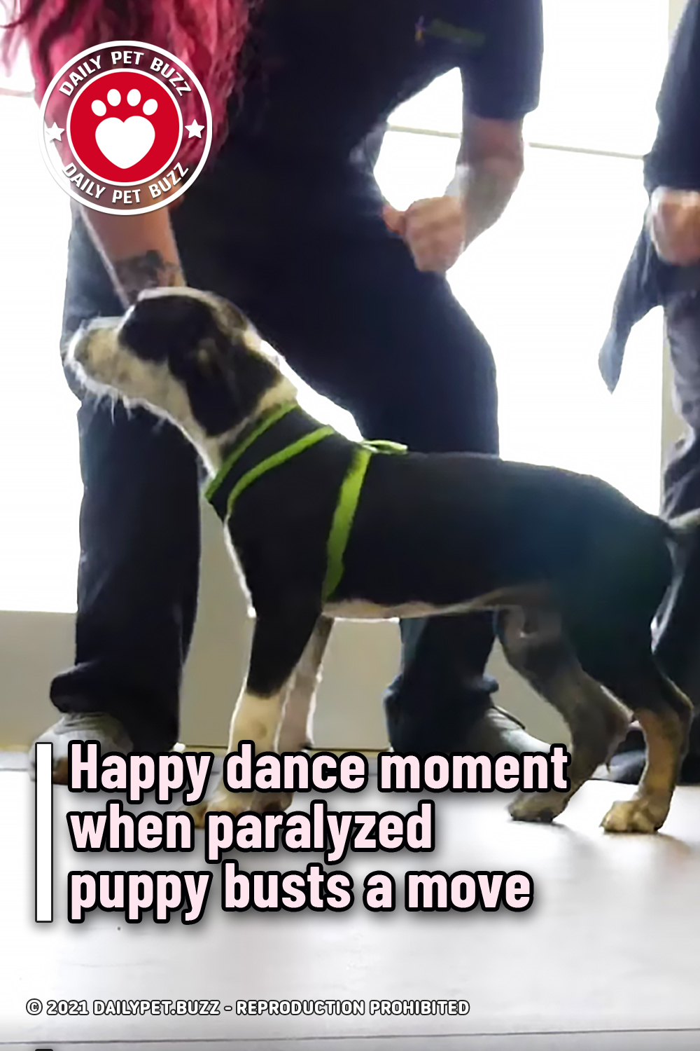 Happy dance moment when paralyzed puppy busts a move