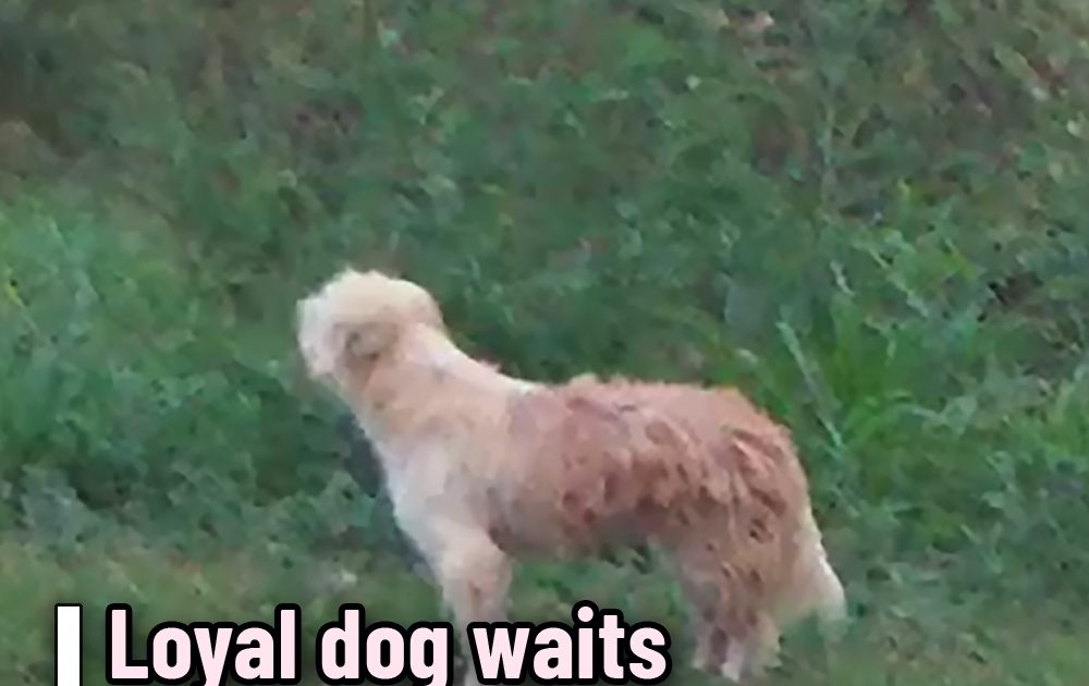 Loyal dog waits outside for months hoping his family didn’t abandon him ...