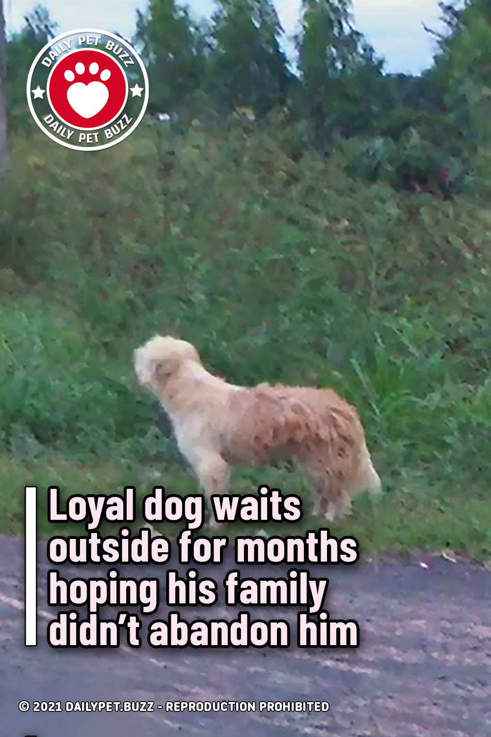 Loyal dog waits outside for months hoping his family didn\'t abandon him