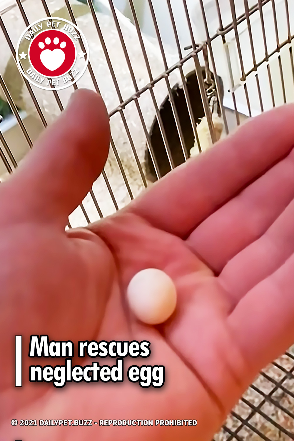 Man rescues neglected egg