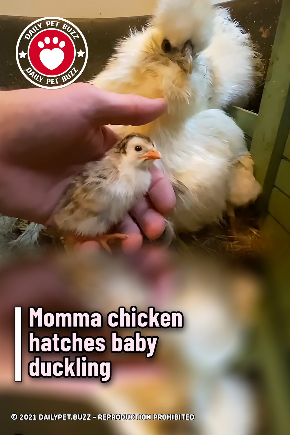 Momma chicken hatches baby duckling