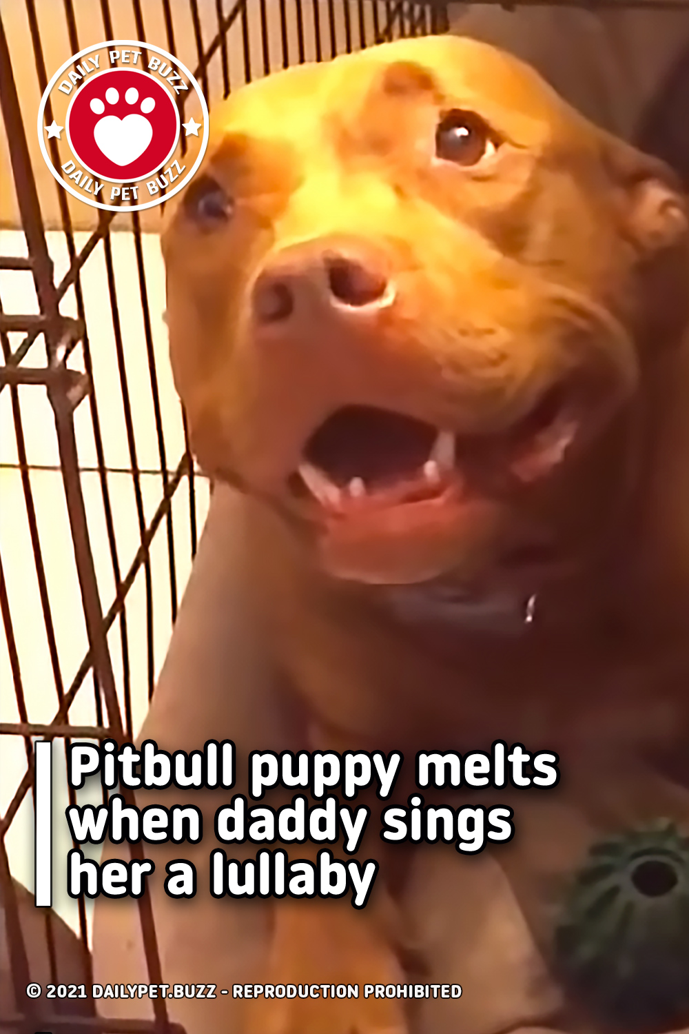 Pitbull puppy melts when daddy sings her a lullaby