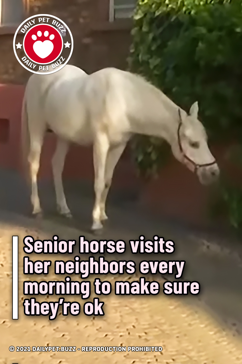 Senior horse visits her neighbors every morning to make sure they’re ok
