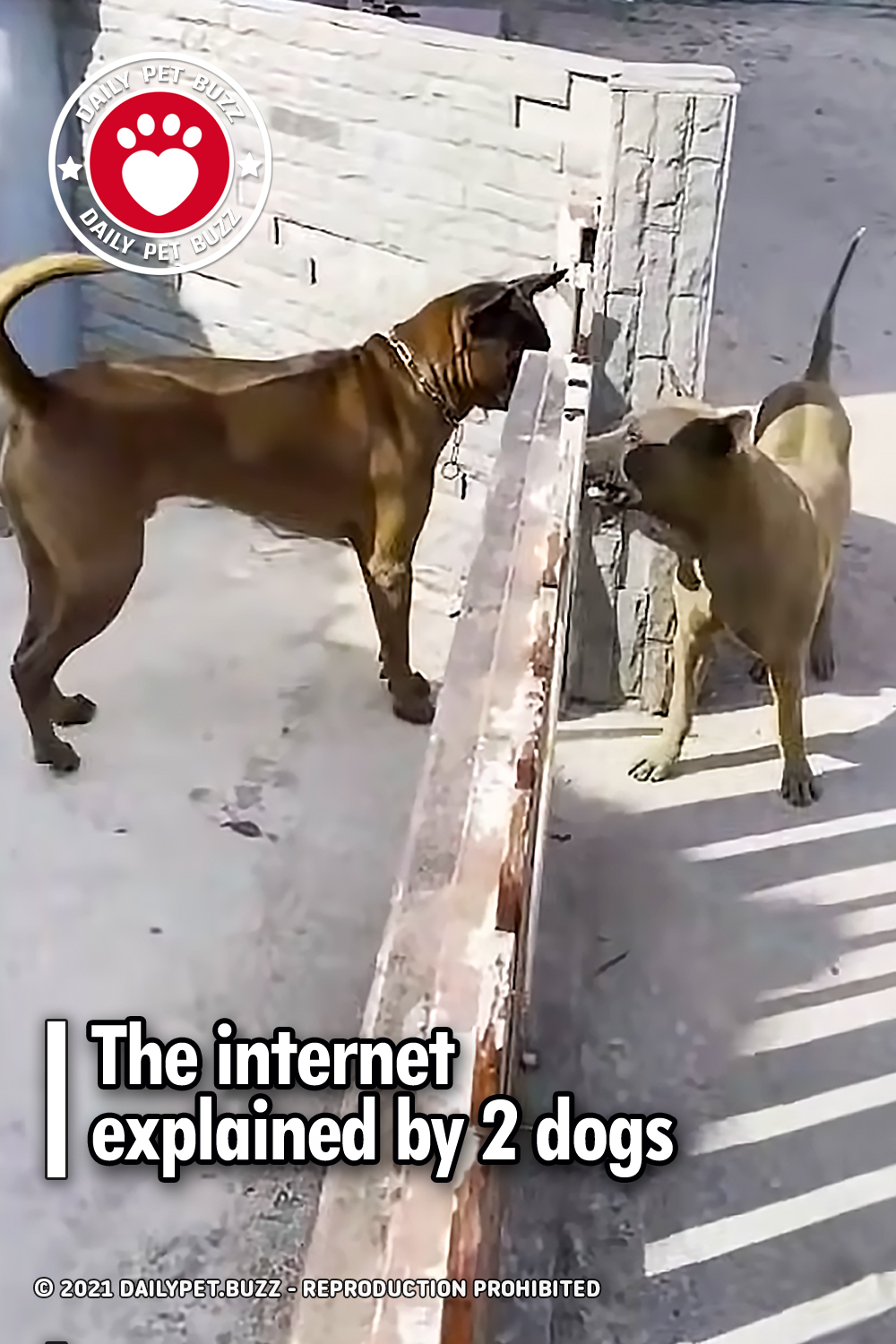 The internet explained by 2 dogs