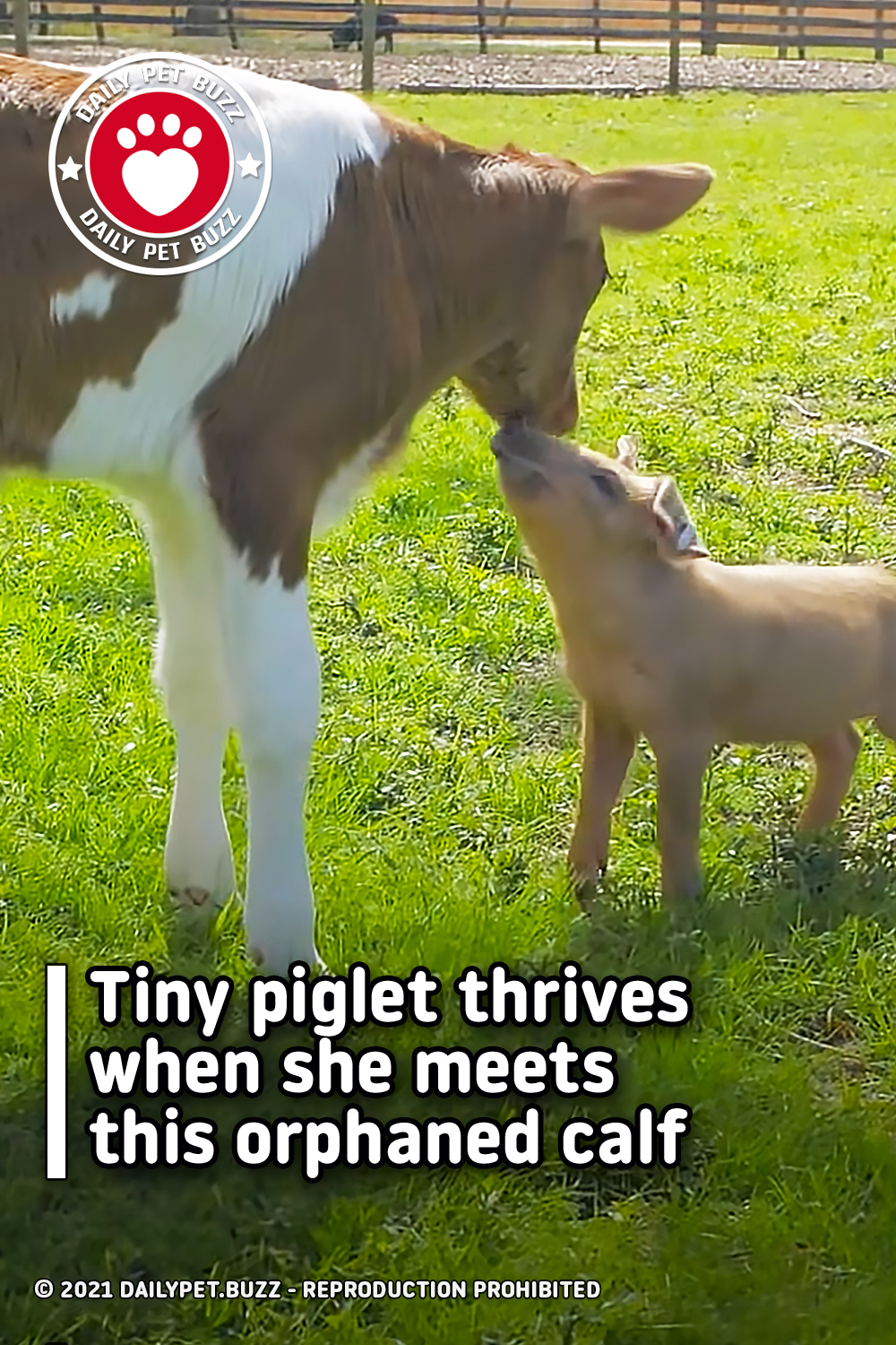 Tiny piglet thrives when she meets this orphaned calf