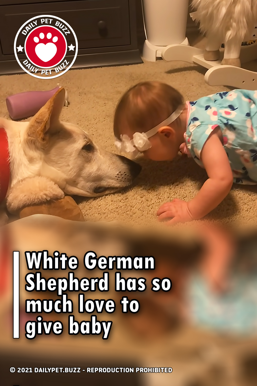 White German Shepherd has so much love to give baby