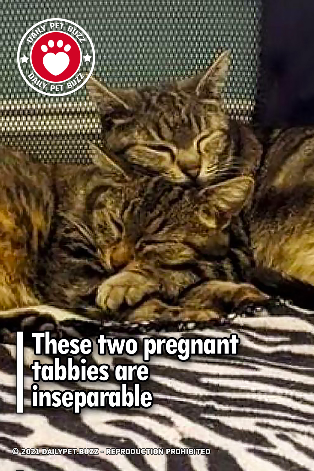 These two pregnant tabbies are inseparable