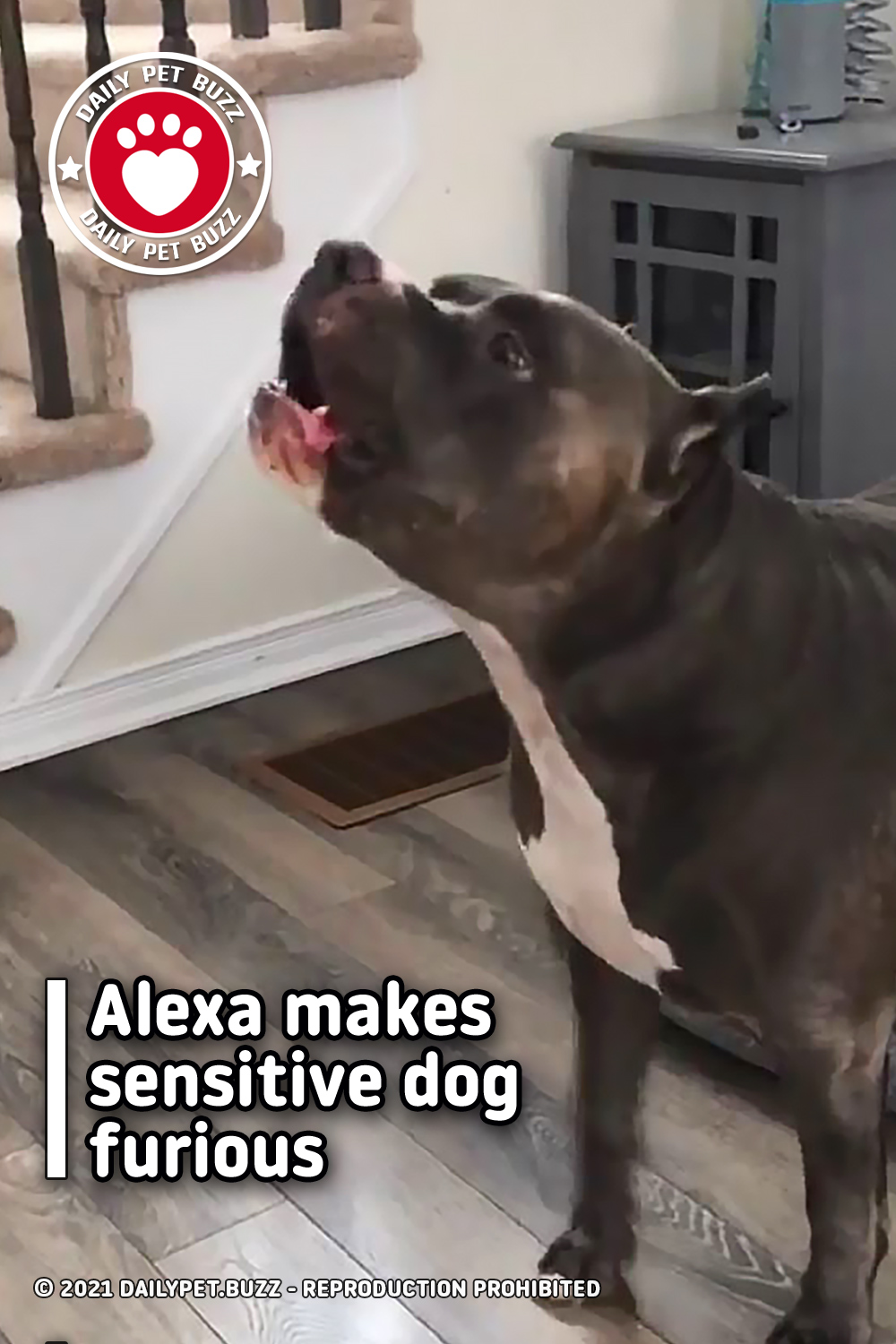 Alexa makes sensitive dog furious