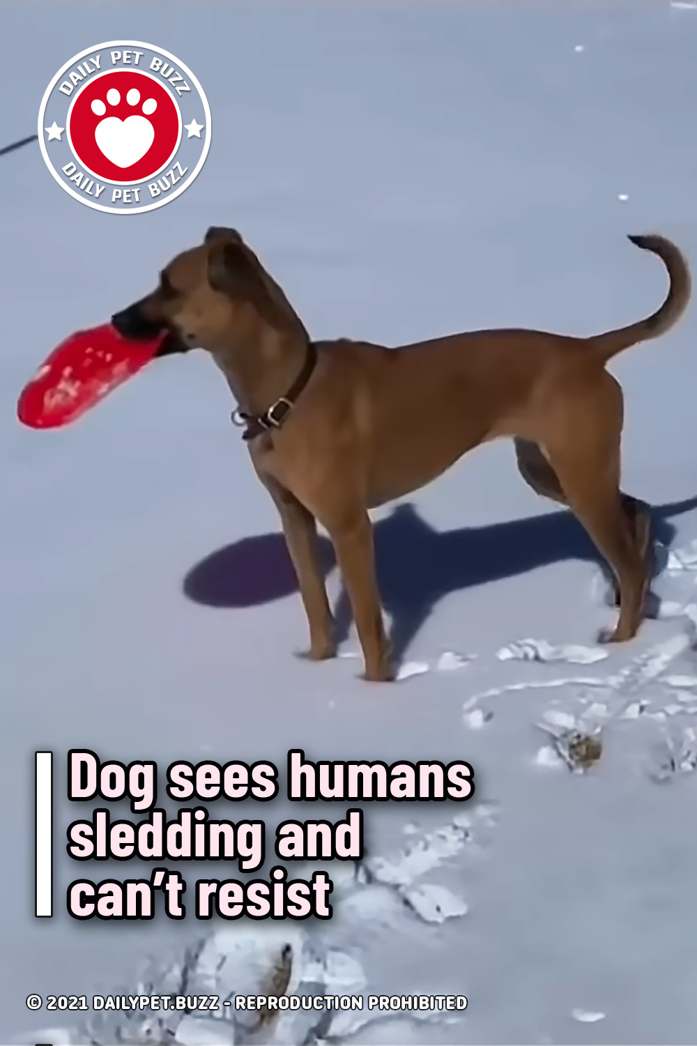 Dog sees humans sledding and can’t resist