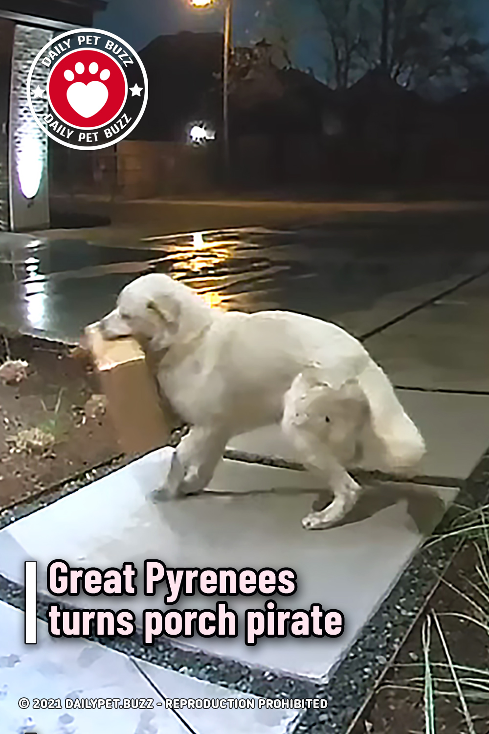 Great Pyrenees turns porch pirate