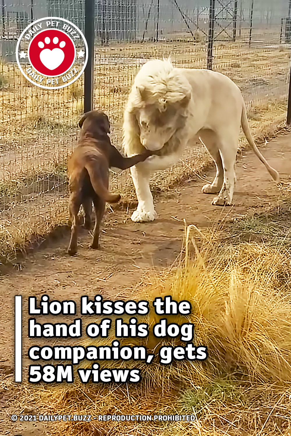 Lion kisses the hand of his dog companion, gets 58M views