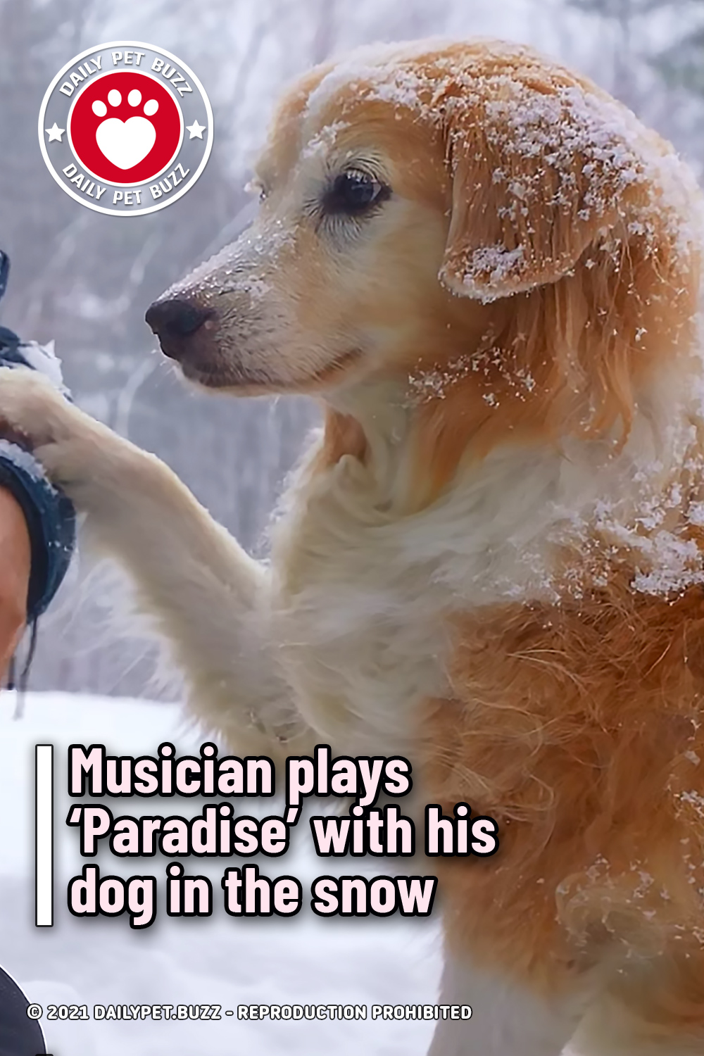 Musician plays ‘Paradise’ with his dog in the snow