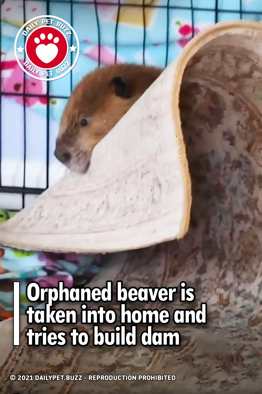 Orphaned beaver is taken into home and tries to build dam