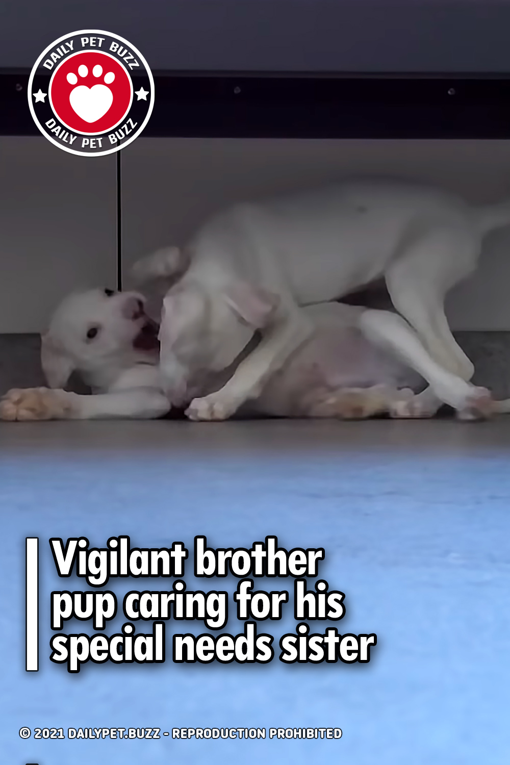 Vigilant brother pup caring for his special needs sister