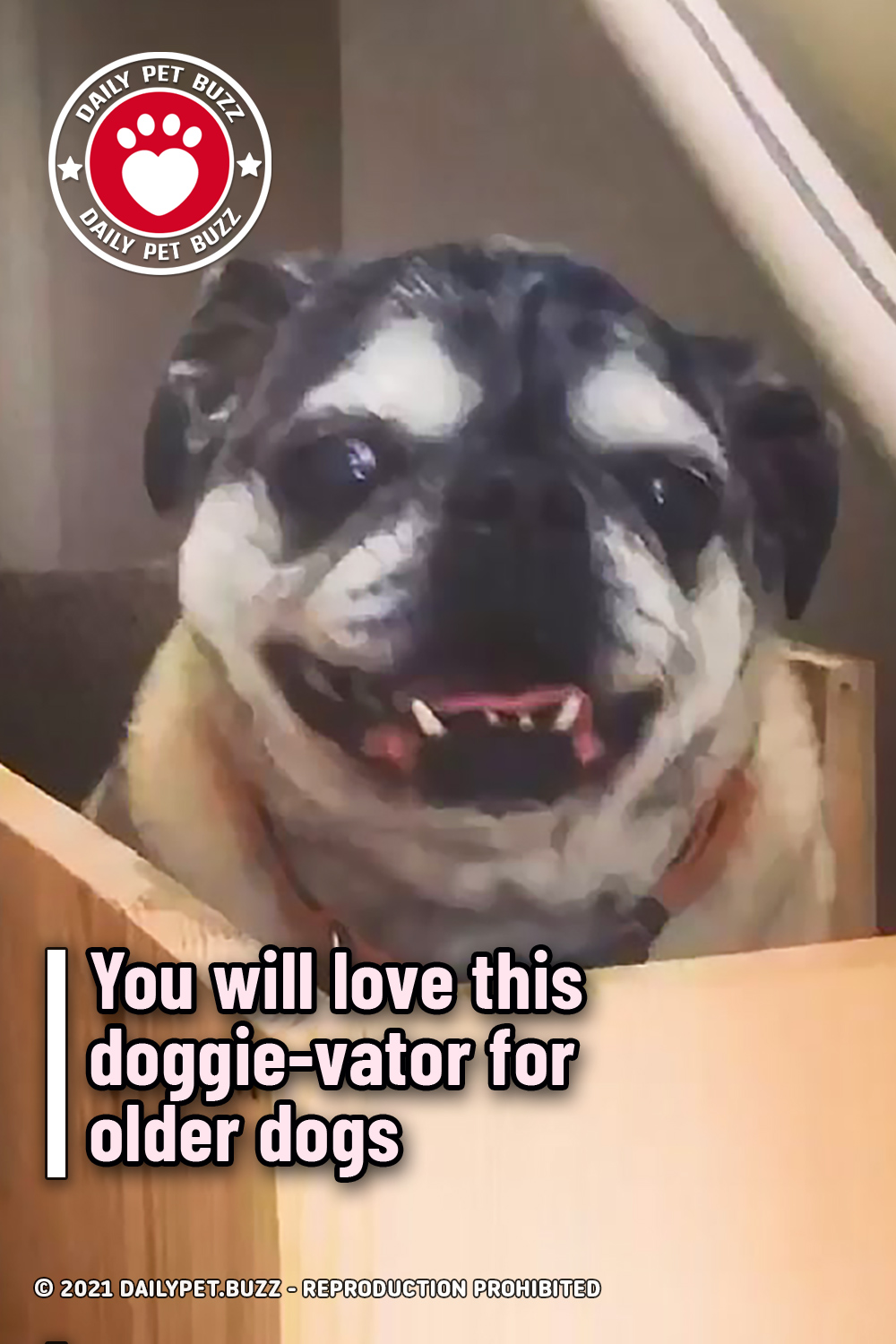 You will love this doggie-vator for older dogs