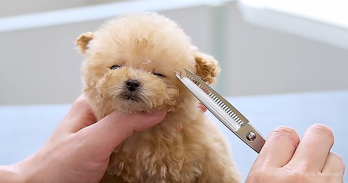 Puppy’s first grooming session goes perfectly - Pet Buzz