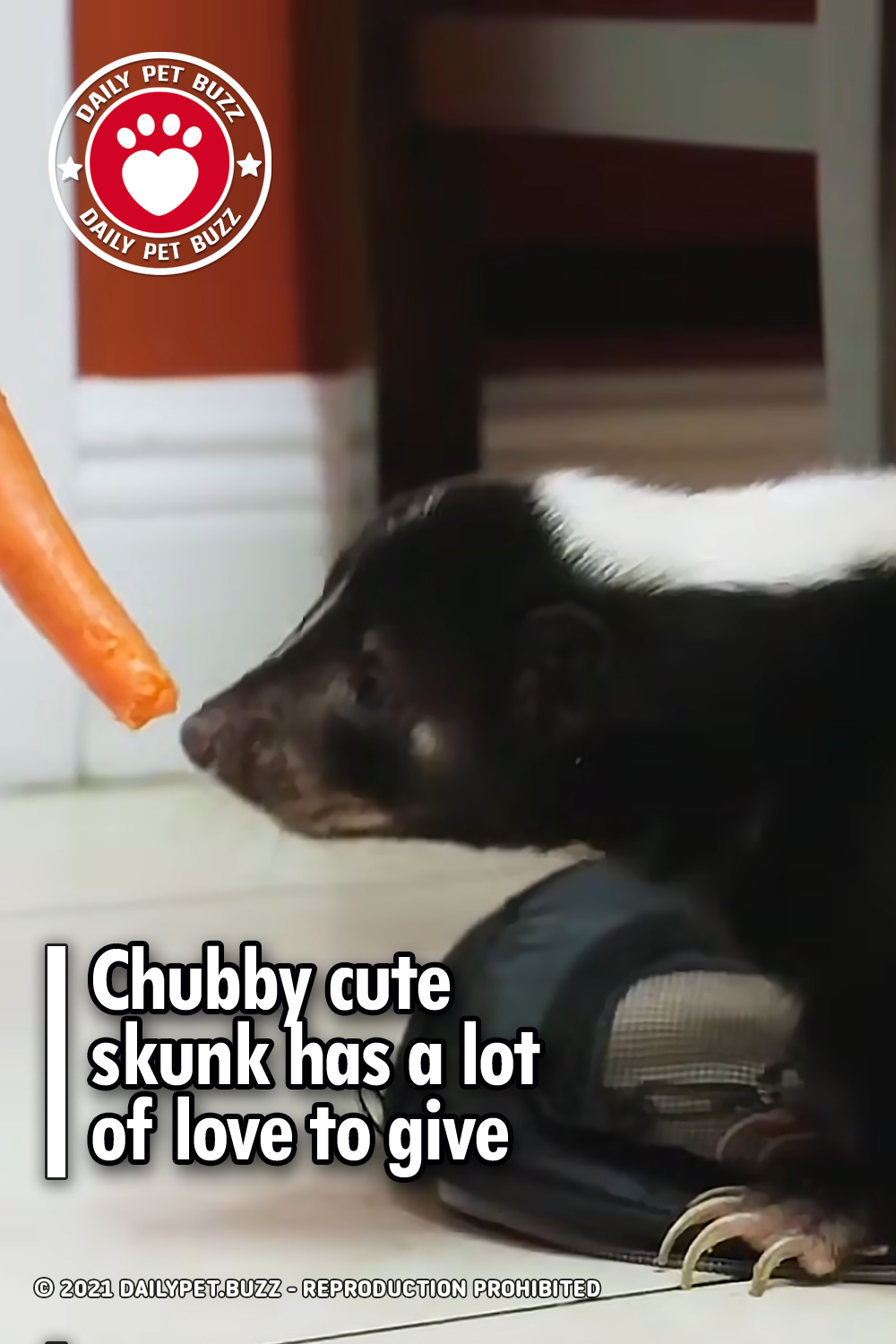 Chubby cute skunk has a lot of love to give