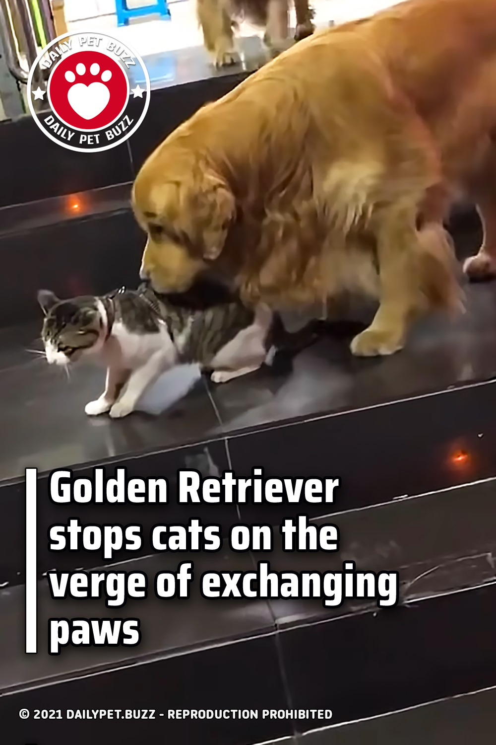 Golden Retriever stops cats on the verge of exchanging paws
