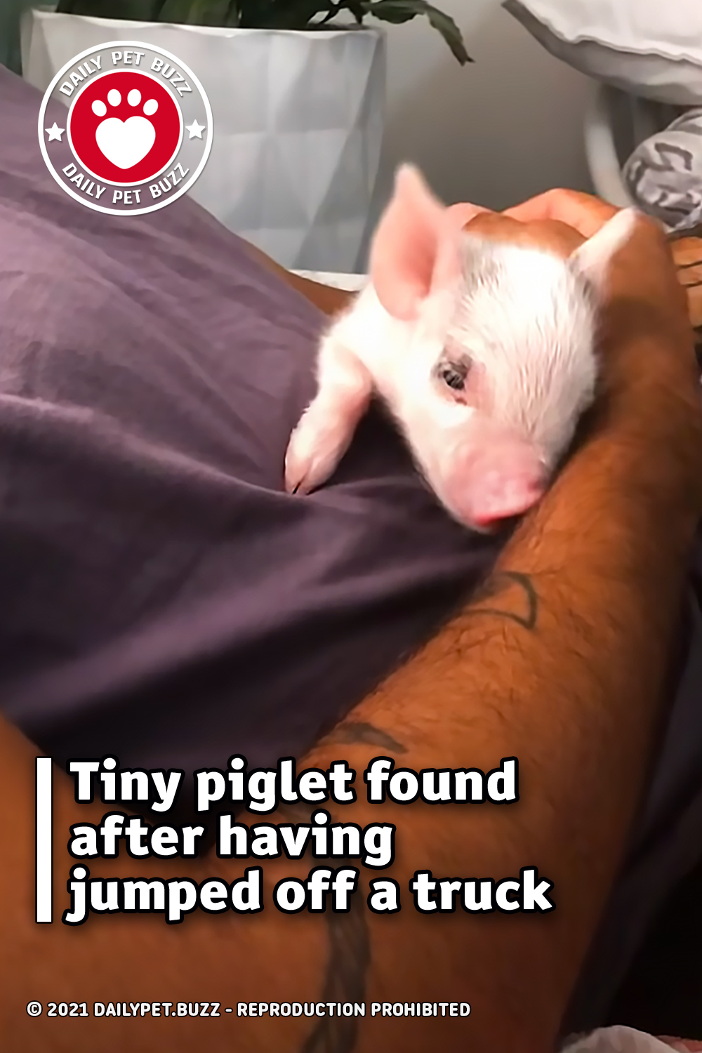 Tiny piglet found after having jumped off a truck