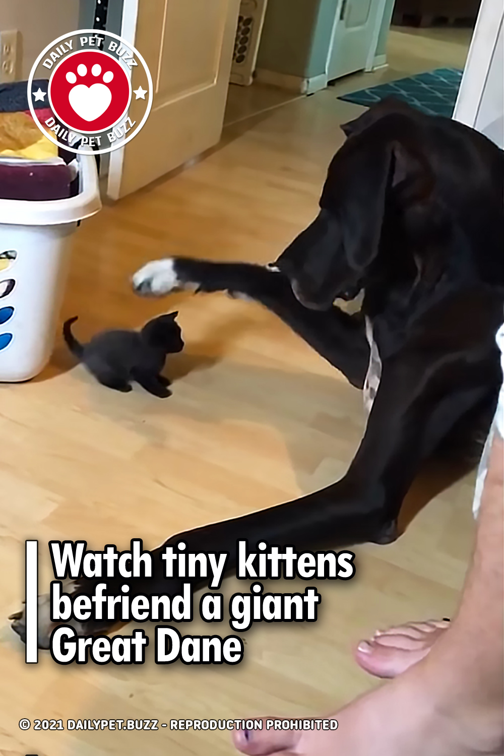 Watch tiny kittens befriend a giant Great Dane
