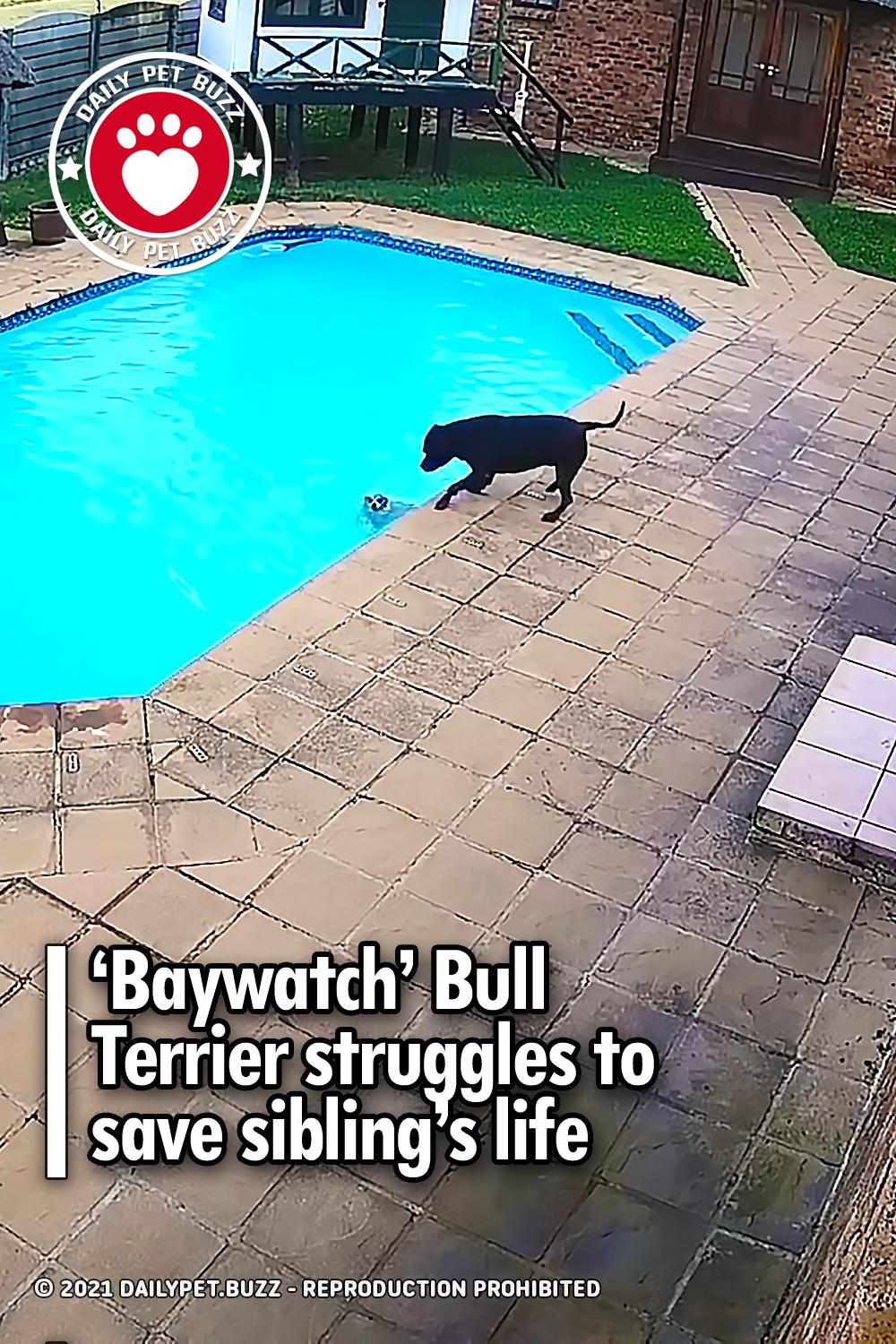 ‘Baywatch’ Bull Terrier struggles to save sibling’s life