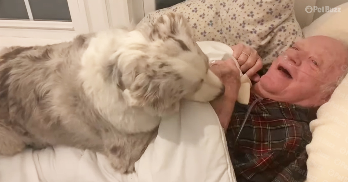 Grandpa receives the sweetest comfort in his life