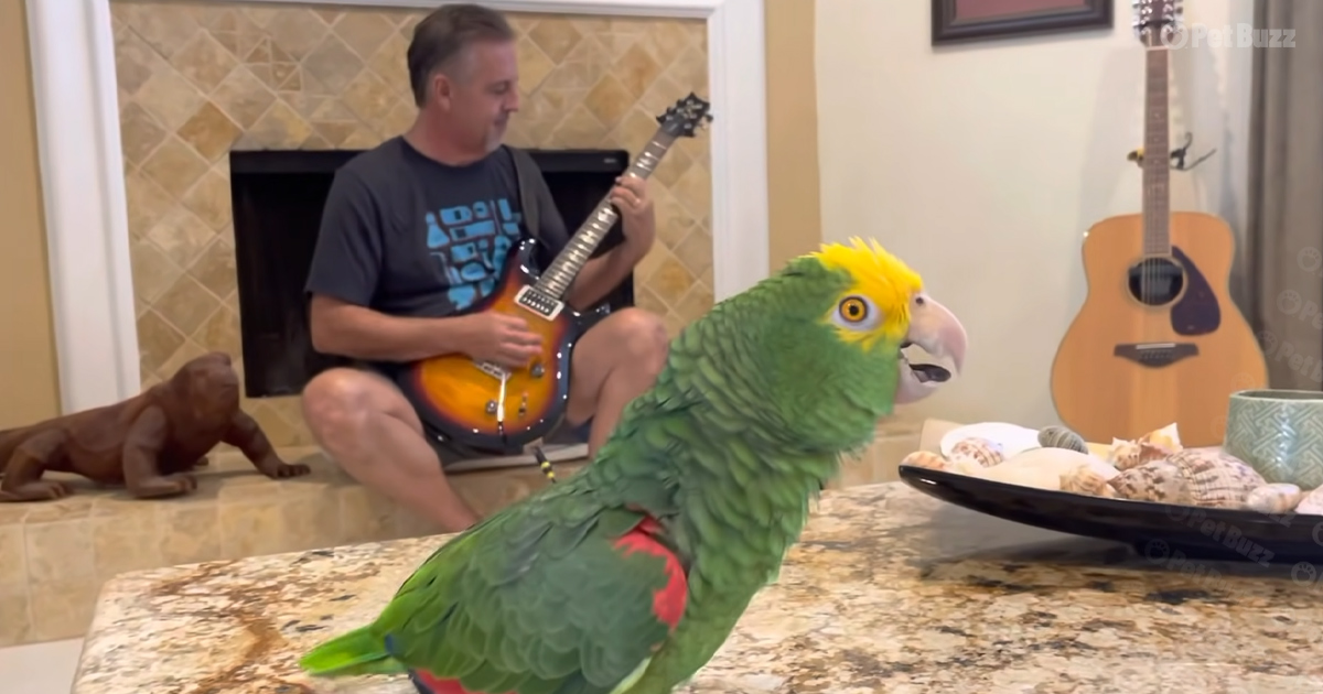 A man playing guitar has his parrot singing along