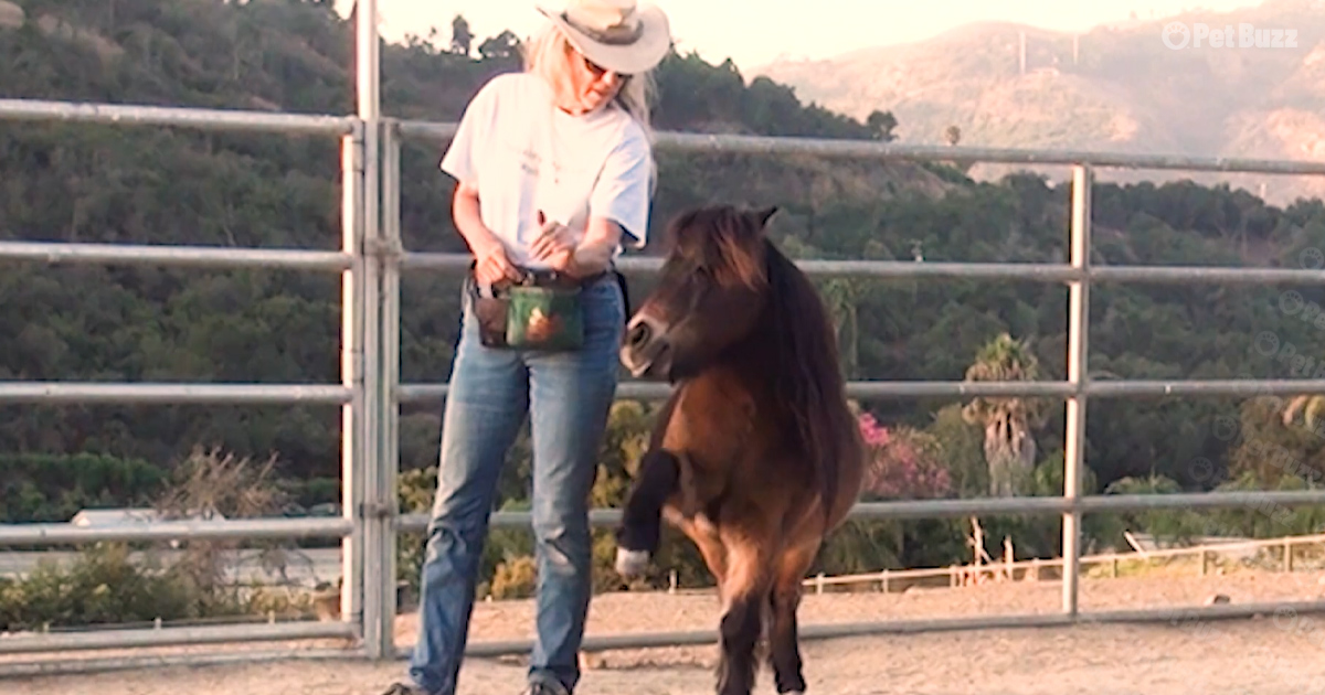 Horses dance along with woman to Blanco’s “The Git Up”