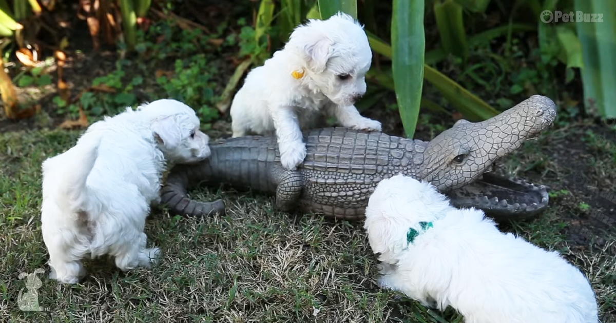 A pack of three Bichon Frise puppies play with toy alligator