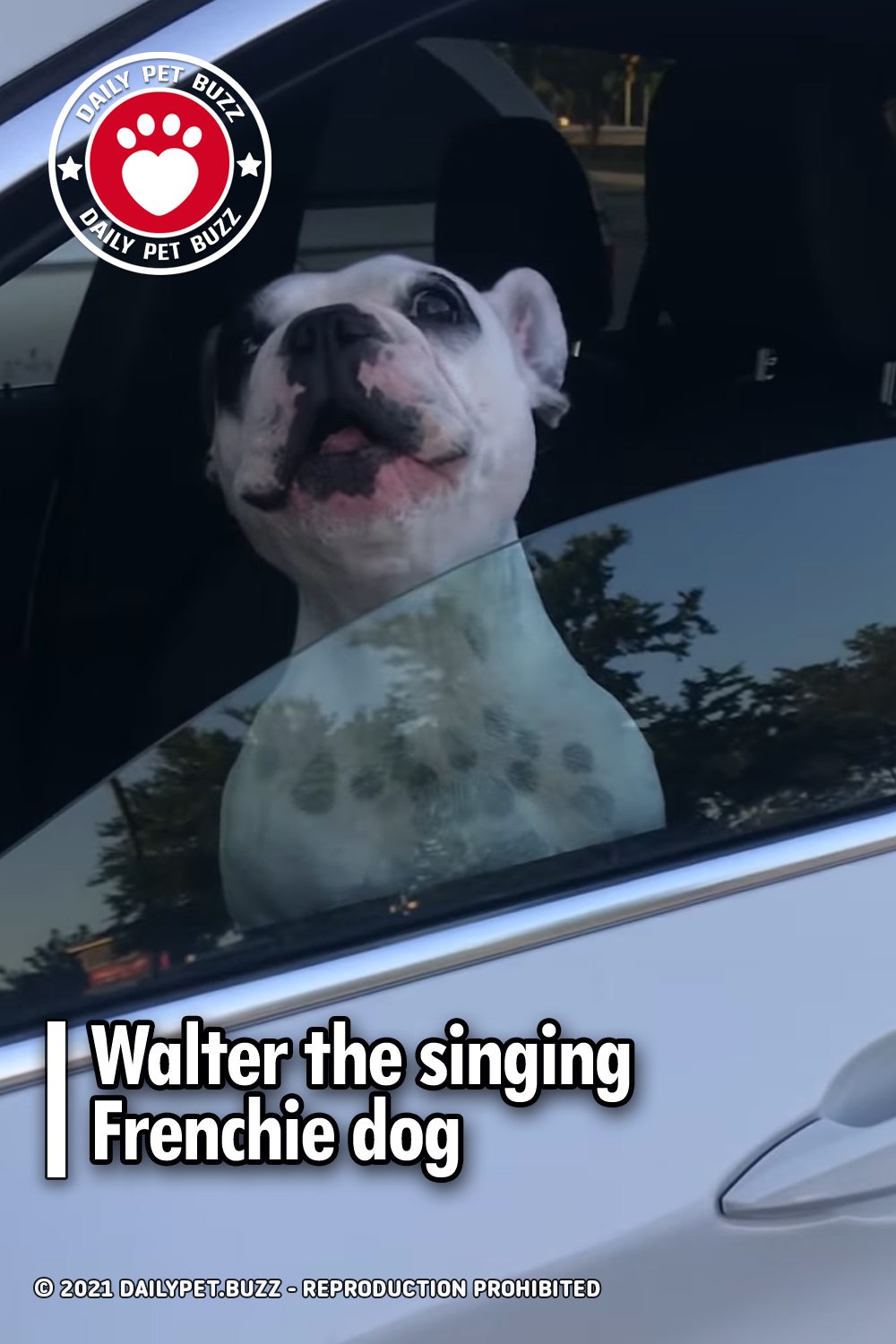 Walter the singing Frenchie dog