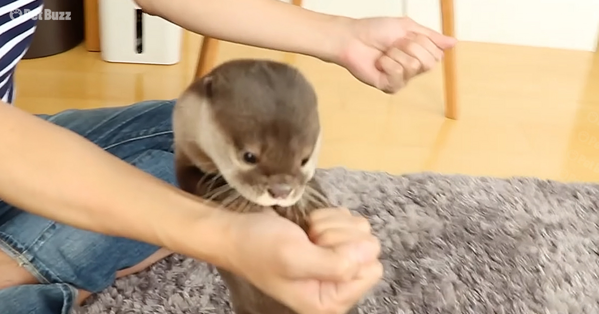 adorable otters