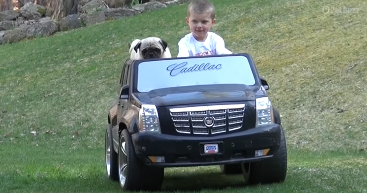 pug riding toy car