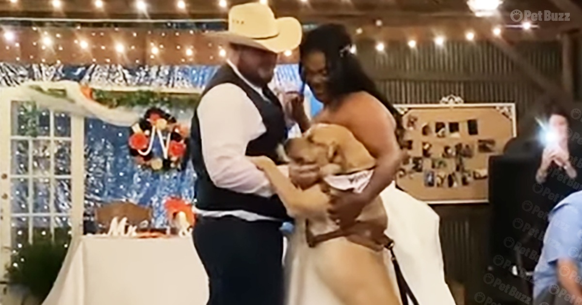 Dog surprises his newlywed fur parents
