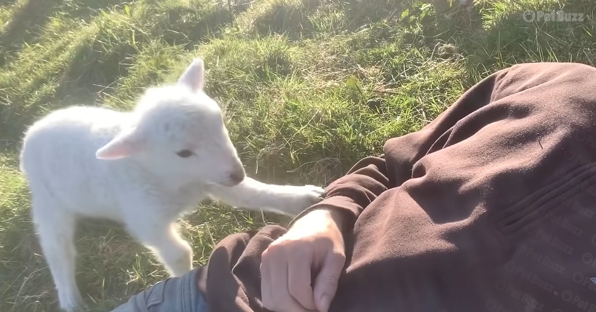 Little lamb