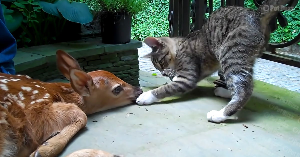 Miro the kitten and baby deer