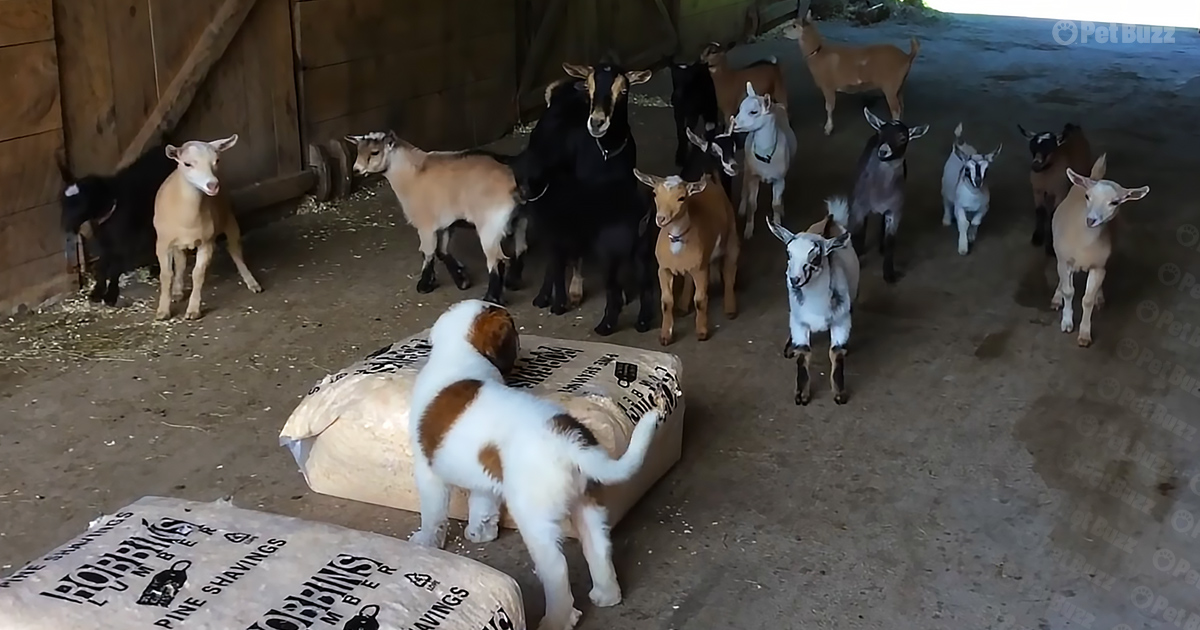 Saint Bernard puppy meet the goats