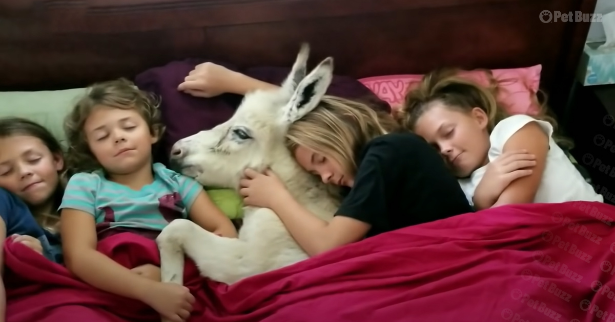 Sisters enjoy nap time with baby donkey