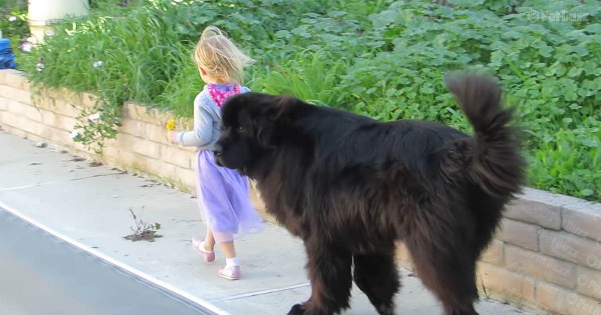 Newfoundland dog and little girl