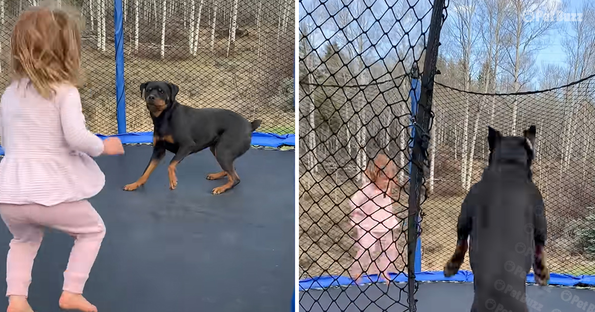 toddler and Rottweiler playing