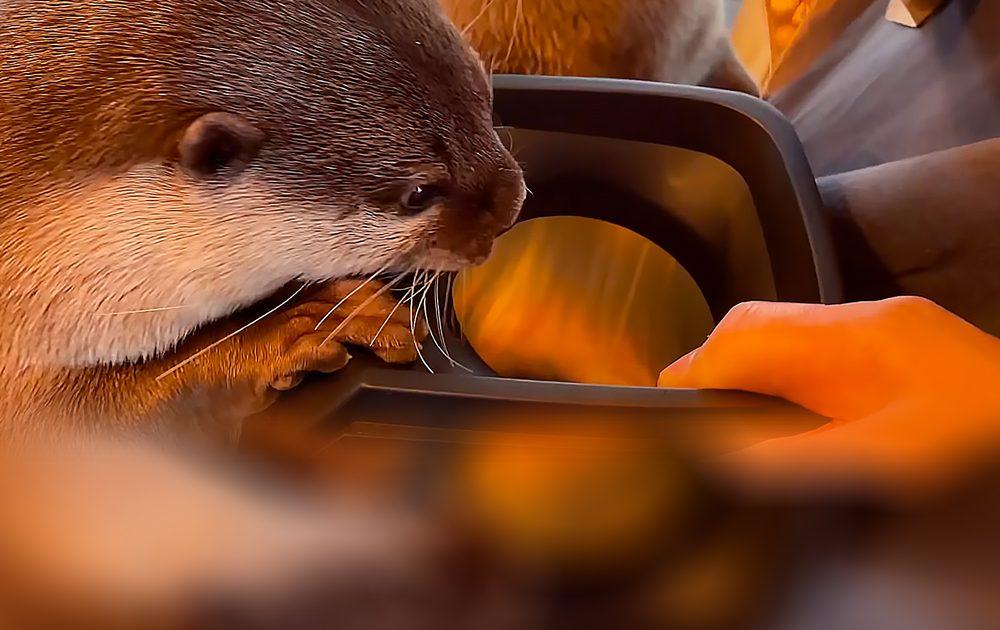 Pinterest Hidden Image