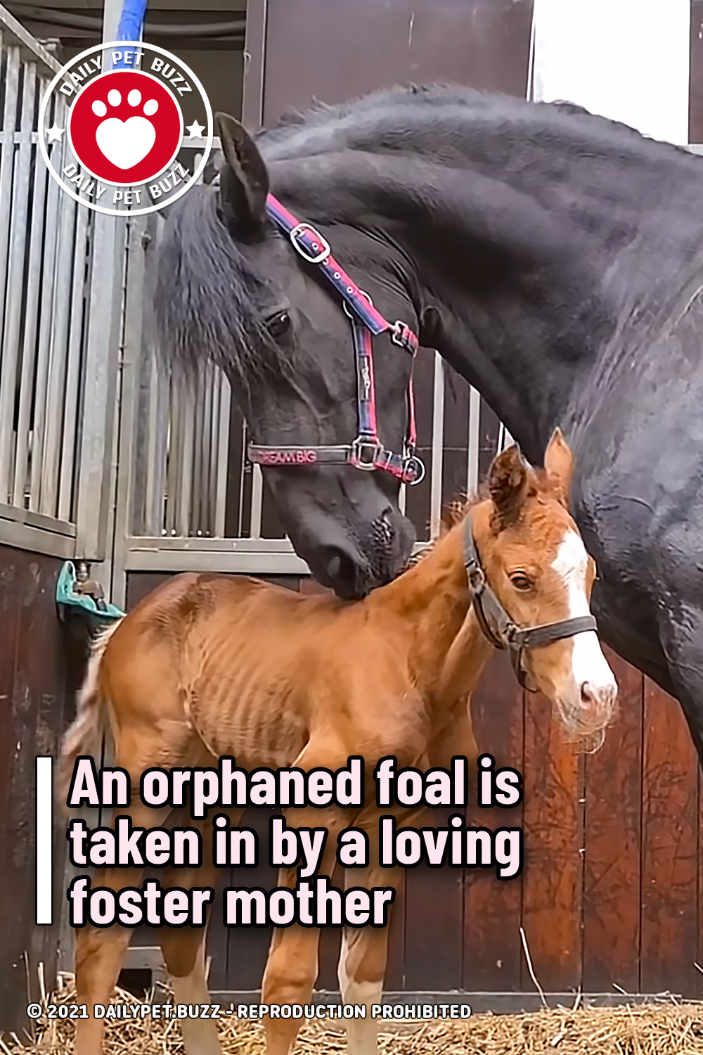 An orphaned foal is taken in by a loving foster mother