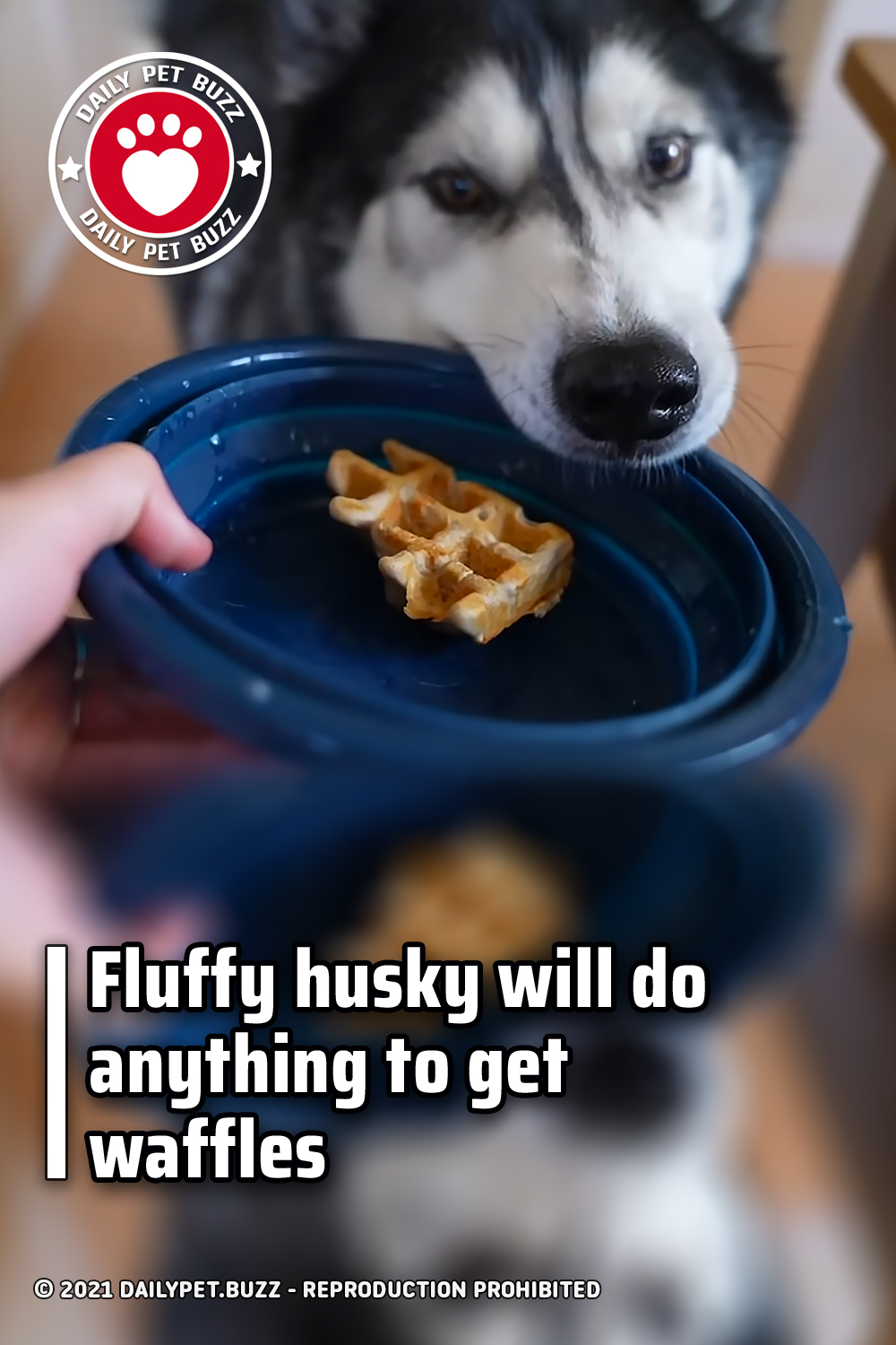 Fluffy husky will do anything to get waffles