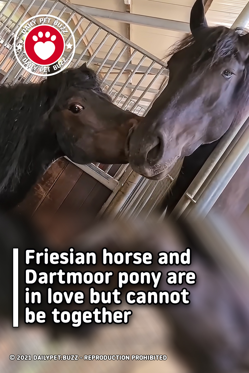 Friesian horse and Dartmoor pony are in love but cannot be together