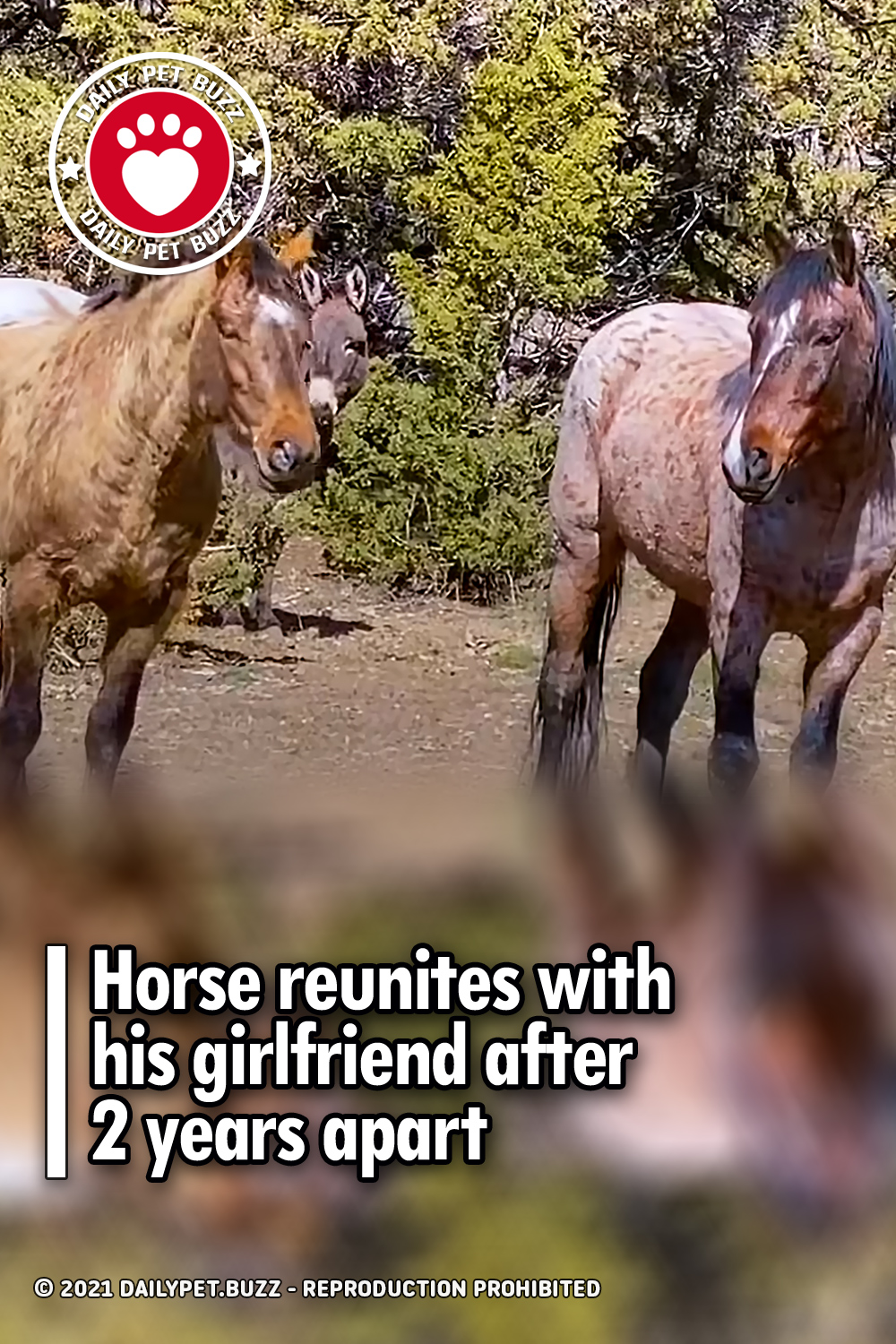 Horse reunites with his girlfriend after 2 years apart