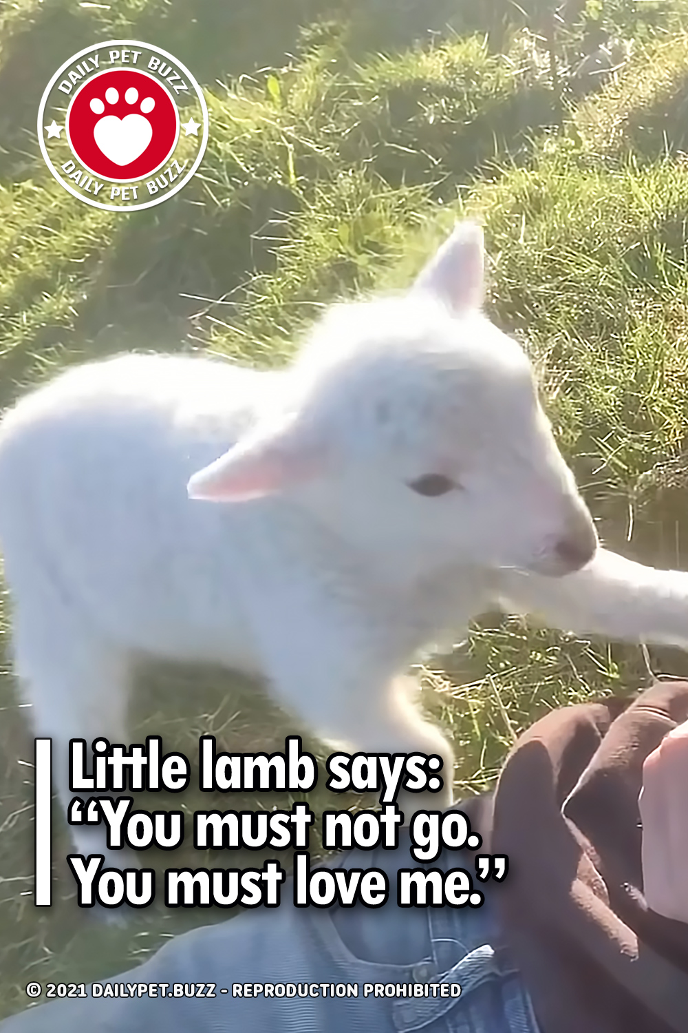 Little lamb says: “You must not go. You must love me.”
