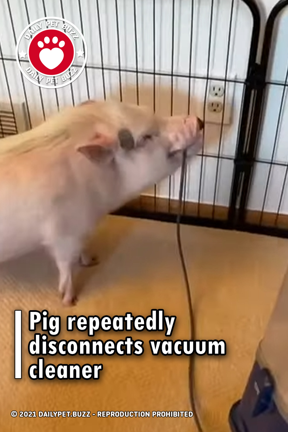 Pig repeatedly disconnects vacuum cleaner