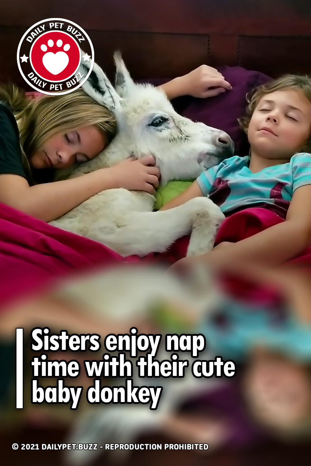 Sisters enjoy nap time with their cute baby donkey