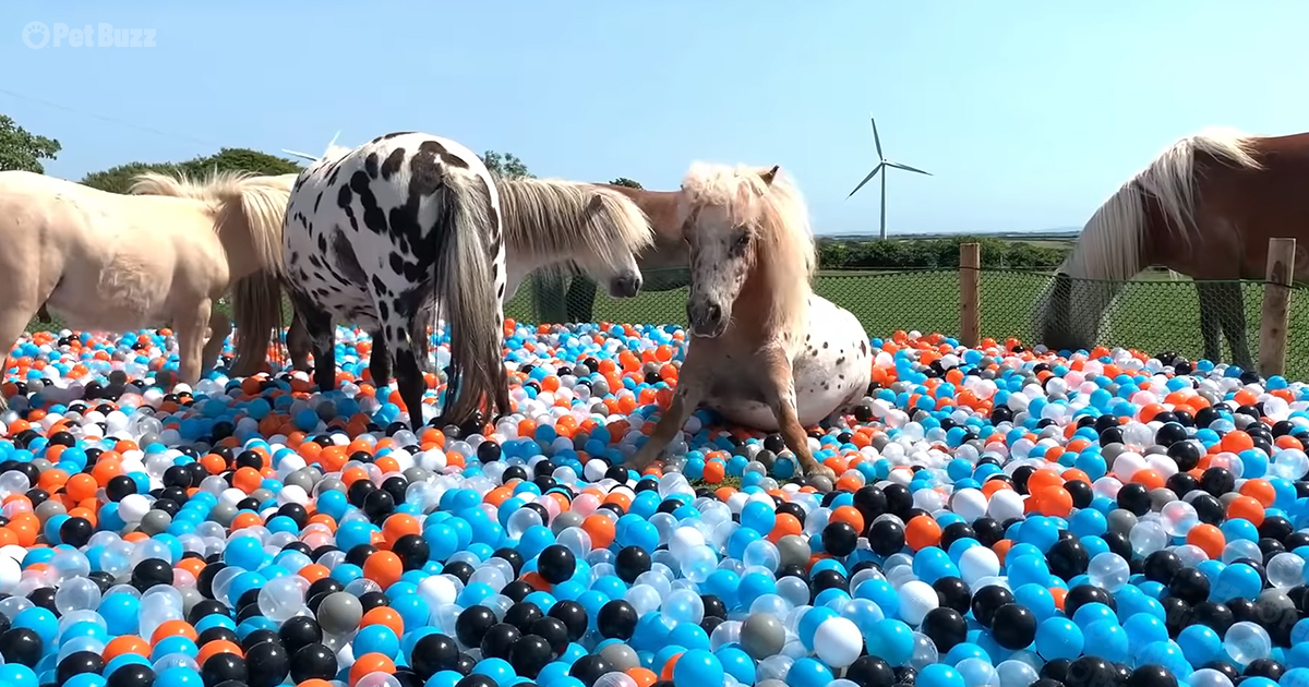 Miniature ponies are surprised